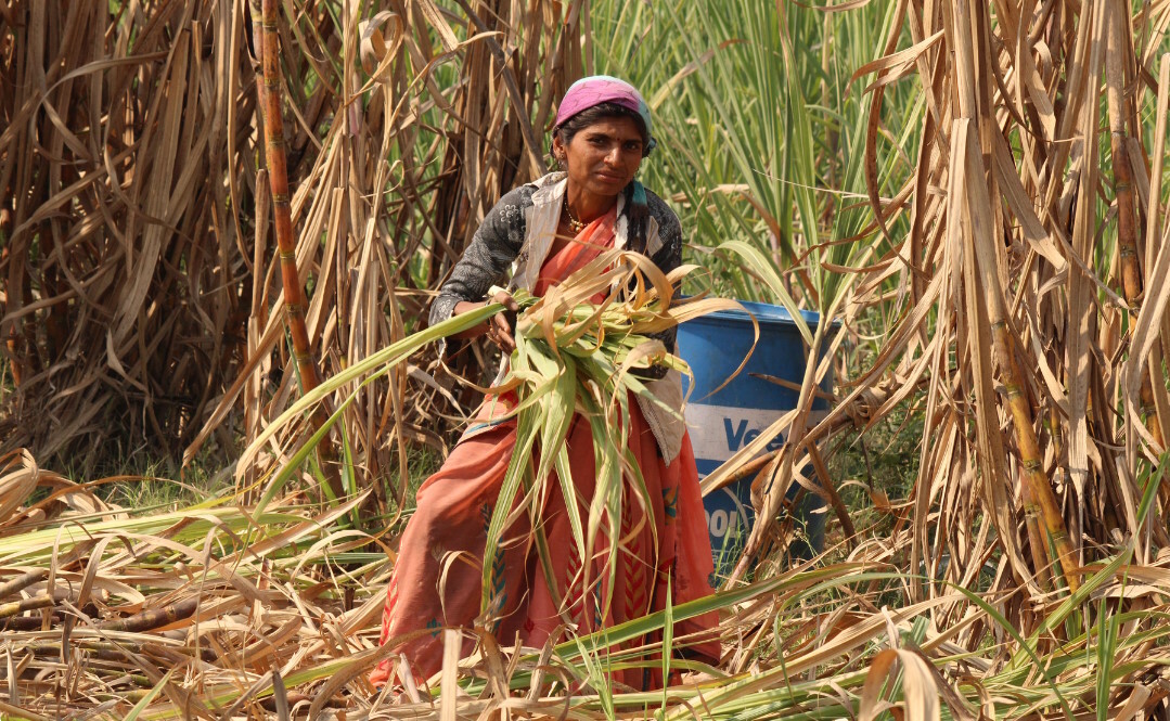 A woman harvesting sugar cane.